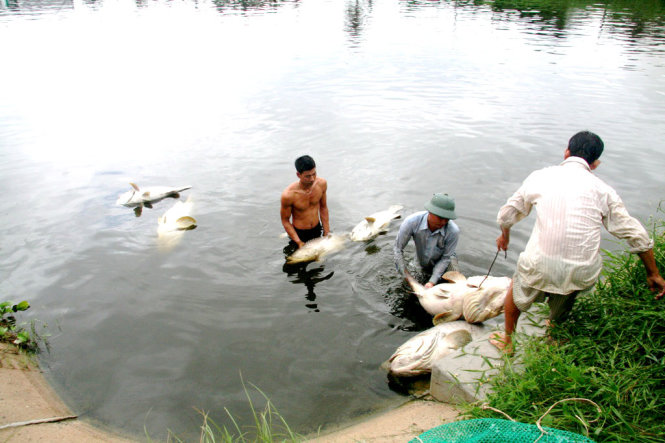 Người dân vớt cá mú giống nuôi trong đìa chết do nước bị ô nhiễm phân heo - Ảnh: P.S.NGÂN
