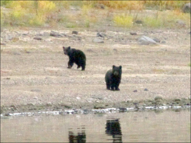 Hai gấu con đứng bên bờ sông chờ mẹ