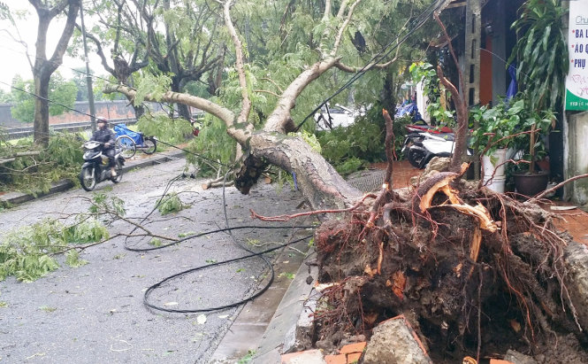Ảnh (3): Một cây lớn bật gốc, đè lên đường dây điện dân sinh - Ảnh: NHẬT LINH