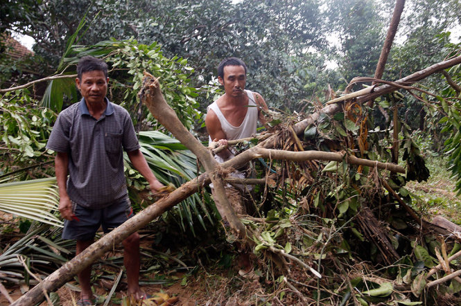 Ông Hà Minh Sưu (trái) đang cứu vãn cây dó 7 tuổi bật trơ gốc - Ảnh: TH.LỘC