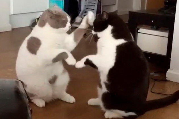 Thích những hình ảnh đáng yêu của động vật? Hãy xem ảnh mèo chơi vỗ tay này! Bạn sẽ không thể cầm lòng khi xem chú mèo này chơi đùa.