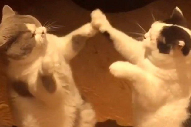 Đầu tiên là anh em Olle và Lillebror chơi với nhau, sau đó chúng dạy cho mèo Ferdinand