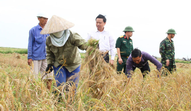 Chủ tịch UBND TP Hải Phòng Nguyễn Văn Tùng (áo tím) trực tiếp xuống đồng gặt lúa giúp bà con nông dân ở huyện Tiên Lãng trong ngày 18-10 - Ảnh: TRUNG KIÊN