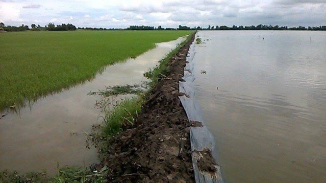Vùng lúa huyện Tân Thạnh ngấp nghé đê bao lửng đang bị uy hiếp - Ảnh: AN LONG