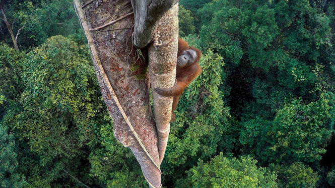 Một con đười ươi leo lên ngọn cây cao tại rừng Borneo, Indonesia - Ảnh: Wildlife Photographer of the Year 2016