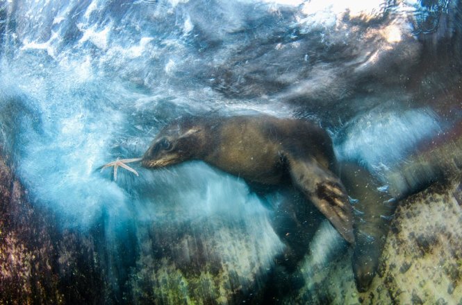 Chú hải cẩu săn mồi của tác giả Mexico Luis Javier Sandoval thắng ở hạng mục Ấn tượng - Ảnh: Wildlife Photographer of the Year 2016