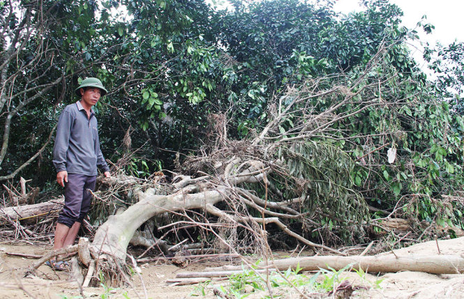 Một vườn bưởi của người dân xã Hương Trạch, huyện Hương Khê (Hà Tĩnh) bị thiệt hại do đợt mưa lũ - Ảnh: DOÃN HÒA