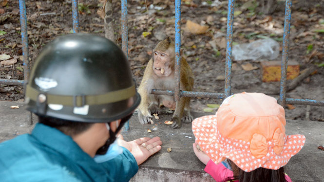 Một số du khách tham quan cùng người dân xem và đưa thức ăn cho những con khỉ trong rừng tự nhiên thuộc khuôn viên nội ô Tòa thánh Cao Đài Tây Ninh - Ảnh: ĐỨC TRONG