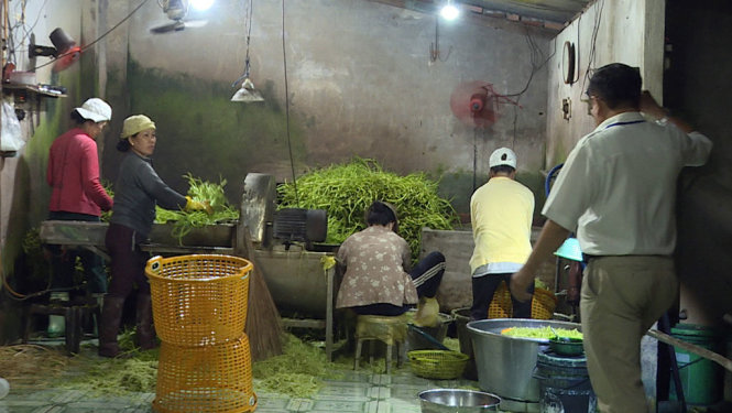 Cơ sở chế biến rau muống của bà Trần Thị Mỵ dùng hóa chất để ngâm rau muống bào, với số lượng khoảng 200 kg