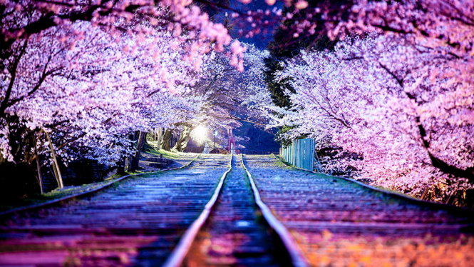 Đường ray rợp bóng anh đào ở Nhật - Ảnh: Masato Mukoyama