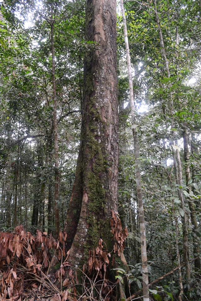 Cây du sam cao lớn còn sót lại trong Khu bảo tồn thiên nhiên Nam Nung