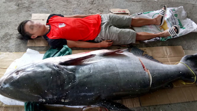 Con cá úc (hay còn gọi cá tra dầu) có trọng lượng gần 130kg, dài 2,2m bắt được trên sông Sêrêpốk - Ảnh: THÙY TRANG