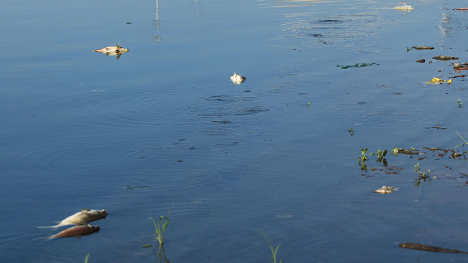 Trong sáng ngày 27-10, cá chết vẫn còn lác đác nổi trên mặt hồ - Ảnh: CHÍ TUỆ