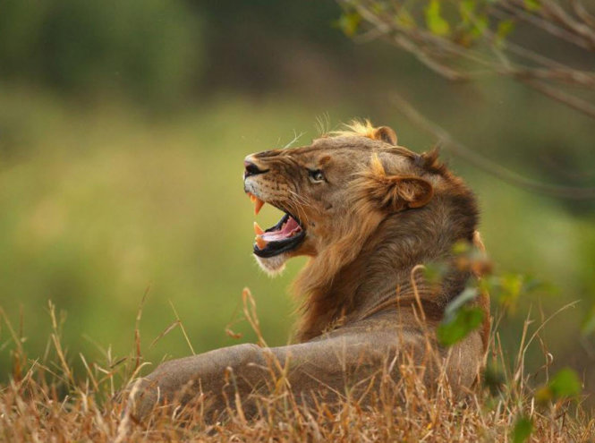 Tại công viên quốc gia Mole, Ghana, số sư tử đã giảm hơn 90% chỉ trong 40 năm