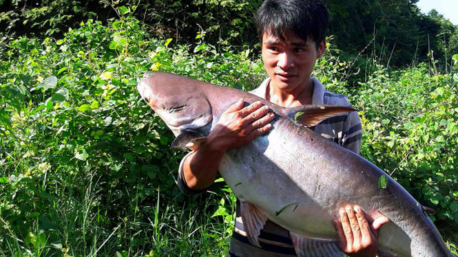 Một con cá “khủng” bị người dân bắt được - Ảnh: A Lộc