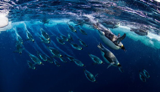 Đàn chim cánh cụt tại biển Ross ở Nam cực - Ảnh: GUARDIAN