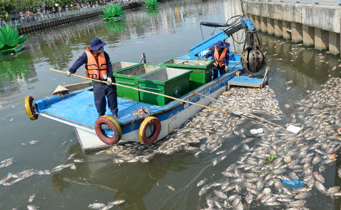 Nhân viên Công ty TNHH MTV Môi trường đô thị TP.HCM vớt cá chết trên kênh Nhiêu Lộc - Thị Nghè chiều 17-5 - Ảnh: HỮU KHOA