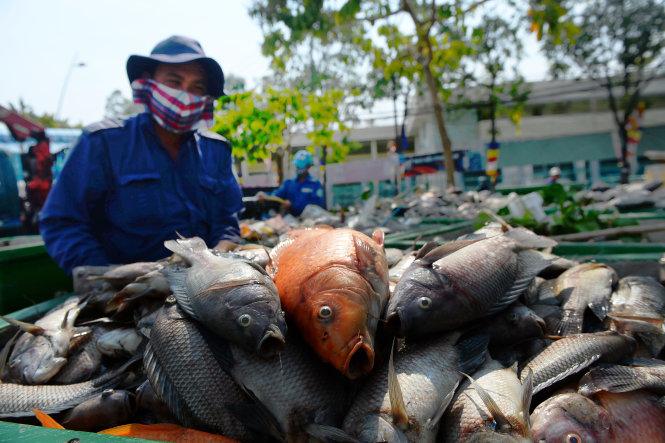 Rất nhiều cá rô phi chết trên kênh Nhiêu Lộc - Thị Nghè tháng 5-2016 - Ảnh: Hữu Khoa