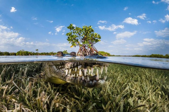 Rừng ngập mặn, Cuba - Giải danh dự hạng mục Thiên nhiên - Ảnh: Greg Lecoeur