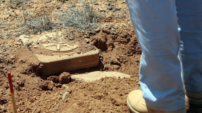 Lá cây bina có thể giúp dò ra bom mìn chôn dưới lòng đất - Ảnh: AFP