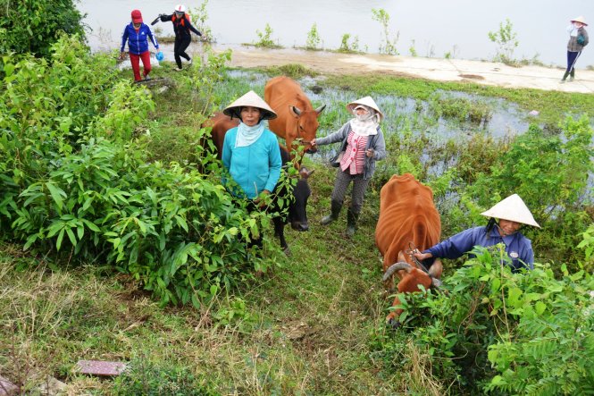 Nghe tin thủy điện xả lũ, người dân xã Đại Hưng đưa bò lên gò cao tránh lũ - Ảnh: Lê Trung