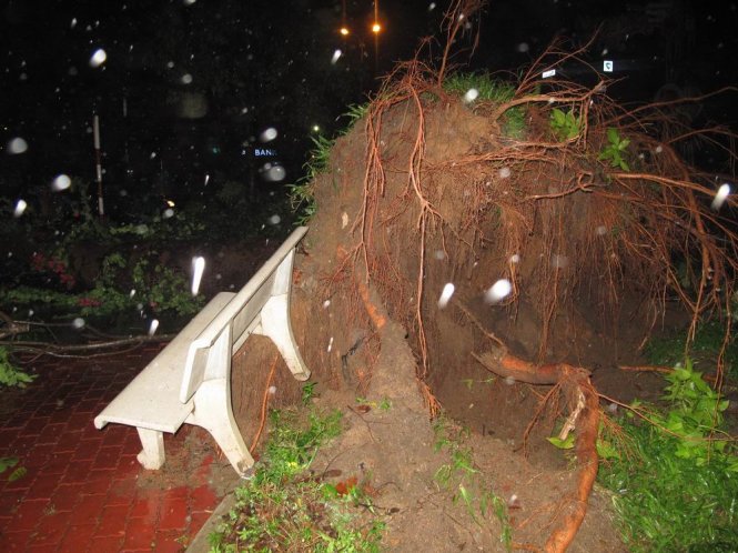 Cây xanh cổ thụ trên 20 năm tuổi trên đường Nguyễn Tất Thành bị ngã đổ - Ảnh: N.Trần