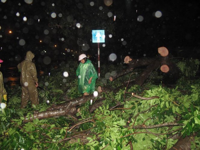Công nhân Công ty cổ phần Cây xanh và chiếu sáng đô thị Quy Nhơn xử lí cây xanh bị ngã đổ trên đường Nguyễn Tất Thành - Ảnh: N.Trần