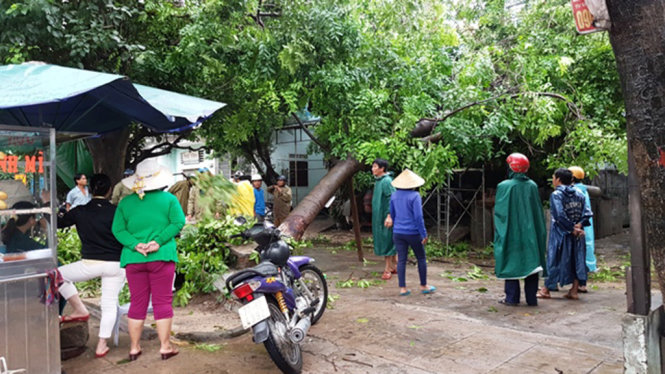Một canh xanh bị trốc gốc ngã trên đường Trần Hưng Đạo - TP.Qui Nhơn