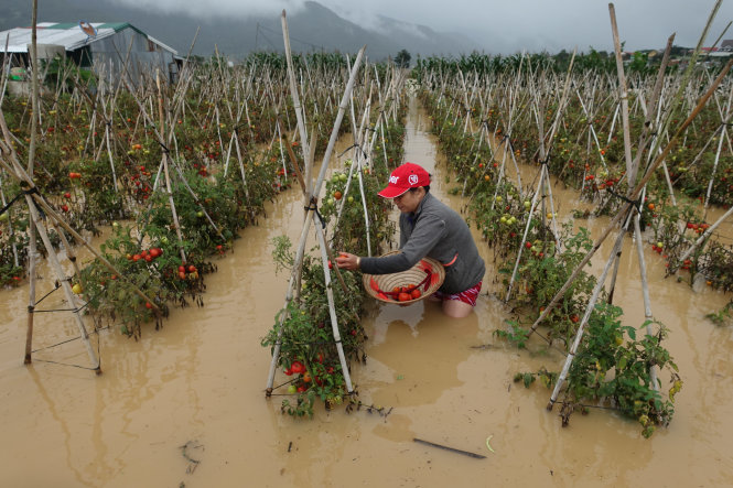 Bà Võ Thị Diệp Anh thu hoạch vét vườn cà chua bị ngập quá nửa thân cây - Ảnh: MAI VINH