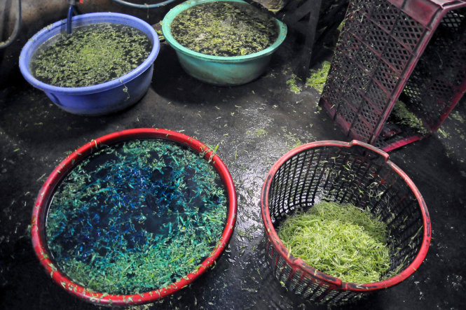 Thau nước pha hóa chất có màu xanh đậm được dùng để “làm đẹp” rau muống trước khi đưa ra thị trường - Ảnh: A LỘC