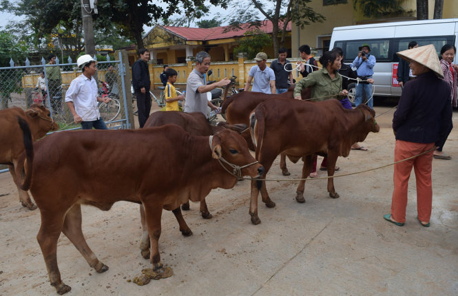20 hộ dân xã Châu Hóa được tặng bò giống để khôi phục đời sống sau lũ ngày 4-11 - Ảnh: D.CHÍ