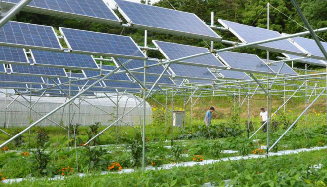 Một nông trại sạch có tấm năng lượng mặt trời ở Fukushima - Ảnh: Kyodo