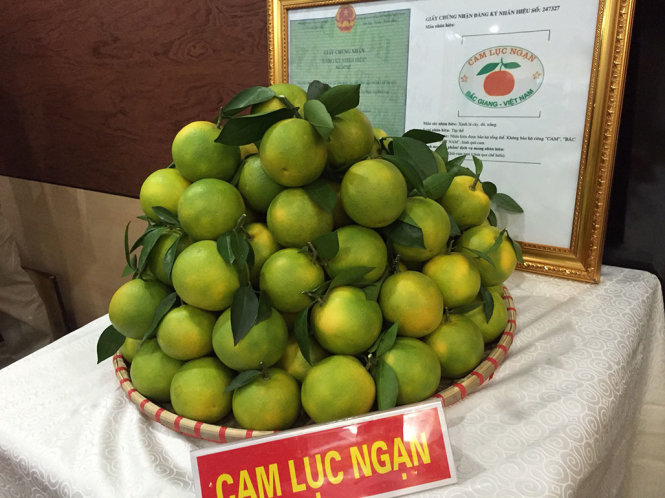 Ảnh sản phẩm cam Lục Ngạn trưng bày tại cuộc họp báo giới thiệu lễ hội trái cây. Các sản phẩm cam, bưởi, vải thiều xuất xứ Lục Ngạn đều đã được đăng ký nhãn hiệu - Ảnh: L.ANH
