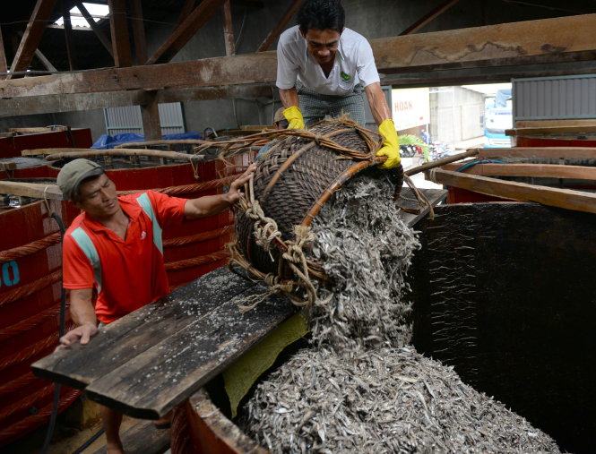 Nguyên liệu cá cơm chế biến nước mắm Phú Quốc - Ảnh: HỮU KHOA