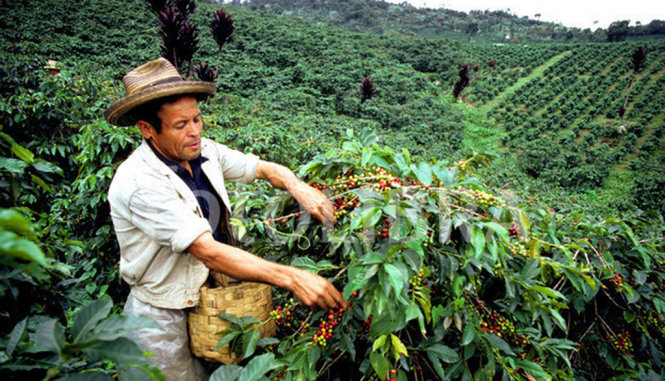 Một nông trại cà phê tại Colombia - Ảnh: colombia-politics