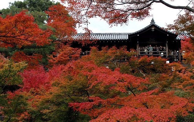 Cảnh thu đẹp mê hồn ở đền Tofukuji - Ảnh: GETTY
