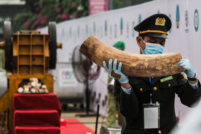 Một cán bộ thuộc Bộ đội biên phòng Việt Nam đang di chuyển một chiếc ngà voi cỡ lớn vào khu vực tiêu huỷ - Ảnh: VIỆT DŨNG
