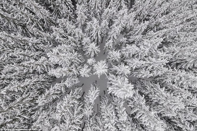 Cánh rừng Ba Lan mùa đông lạnh lẽo nhưng tuyệt đẹp