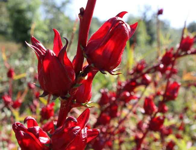 Hoa atiso đỏ toát lên vẻ đẹp đầy ấn tượng và cuốn hút của mình. Với màu sắc đỏ rực rỡ, hoa atiso là loại hoa được yêu thích và sử dụng rộng rãi trong các lễ hội và dịp đặc biệt tại Việt Nam. Hãy cùng tìm hiểu thêm về loài hoa này và cảm nhận vẻ đẹp của nó.