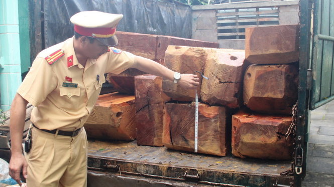 Số gỗ được bàn giao cho kiểm lâm xử lý theo thẩm quyền