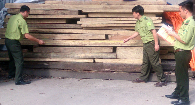 Kiểm lâm Đội kiểm lâm cơ động và PCCCR số 1 Nghệ An kiểm tra số gỗ lậu - Ảnh: V.TOÀN
