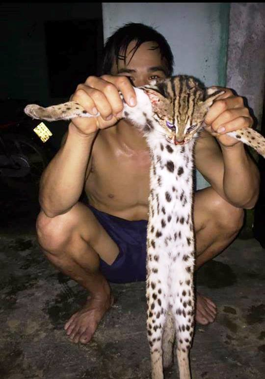 Tấm ảnh cầm con mèo rừng đã chết được đăng tải trên facebook của một người ở huyện Tiên Phước (Quảng Nam). Ảnh: Facebook