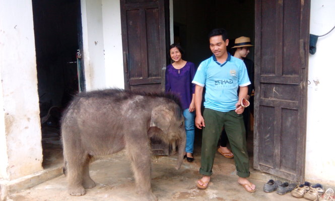 Chú voi Gold đang được nuôi dưỡng ở Trung tâm Bảo tồn voi Đắk Lắk - Ảnh: B.D.