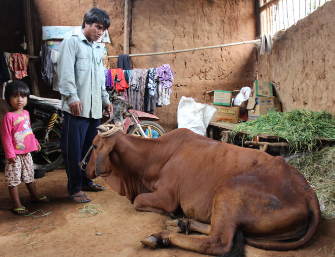 Bò dự án bị bệnh đứng không nổi, ông Bo Thông đưa bò vào nhà ổ chung với gia đình vì sợ bò chết thì mắc nợ - Ảnh: MINH TRÂN