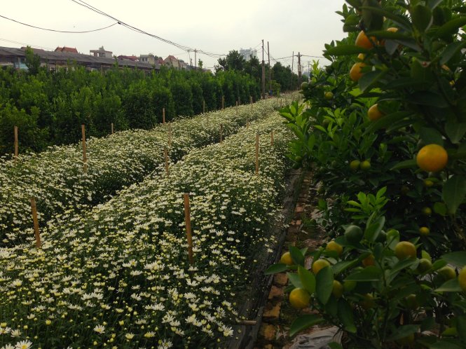 Người dân trồng hoa tại Nhật Tân thường trồng xen kẽ cúc họa mi cạnh những luống quất.