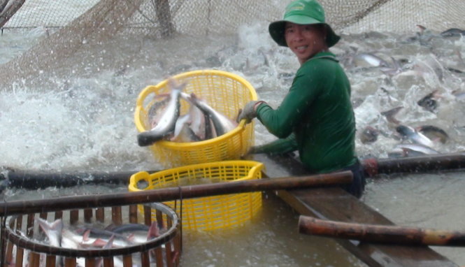 Thu hoạch cá tra tại vùng nuôi theo chuỗi liên kết sản xuất ở Công ty TNHH sản xuất thương mại Thuận An - Ảnh: Đ.VỊNH