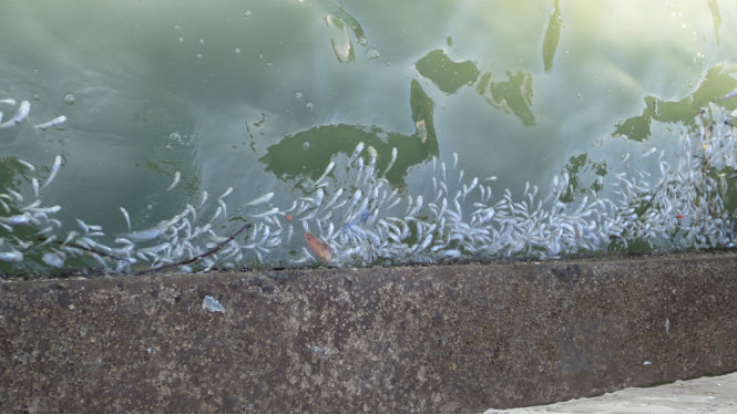 Cá chết hàng loạt tại vùng biển Vạn Ninh (Khánh Hòa) - Ảnh: TRỌNG CHÁNH
