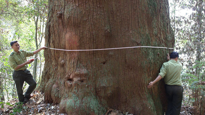 Một gốc cây samu dầu là cây di sản nằm trong KBTTN Pù Hoạt có đường kính hơn 10 người ôm - Ảnh: D.HÒA