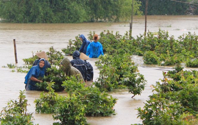 Người dân ở thị xã An Nhơn (tỉnh Bình Định) cứu vườn mai bị ngập trong lũ -Ảnh: Trọng Lợi