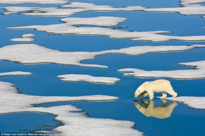 Một chú gấu Bắc cực ở Svalbard, Na Uy